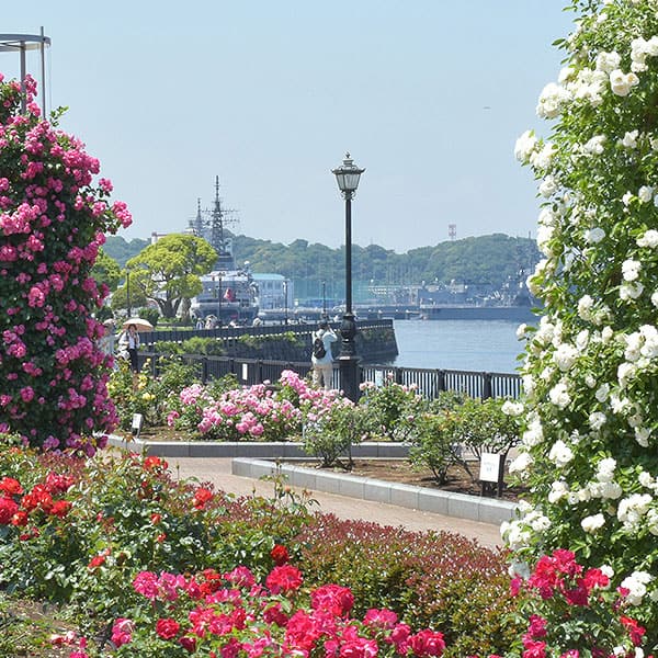 <神奈川>横須賀市 ヴェルニー公園 三笠公園 バラ園【横須賀】<span class="price-others">一部施設除き入場料無料</span>