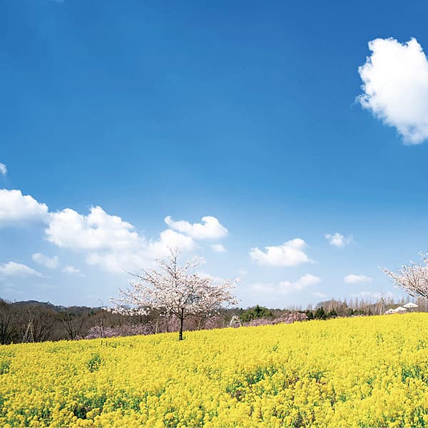 ＜広島＞そらの花畑 世羅高原 花の森（要申請）<span class="price-others">入場料無料</span>