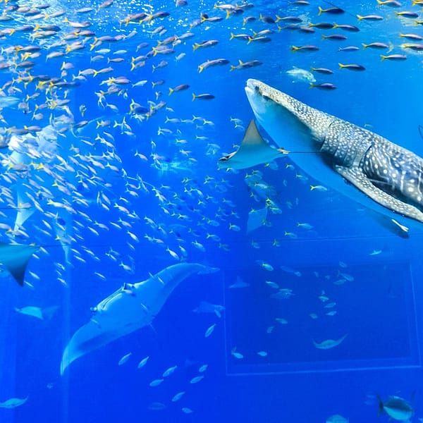 <沖縄>海洋博公園・沖縄美ら海水族館 <span class="price-others">おひとりの入場料</span>